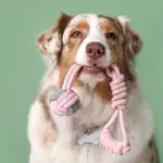 10 nomes para cachorros com muita energia 