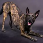 4 características do cachorro da raça pastor holandês 