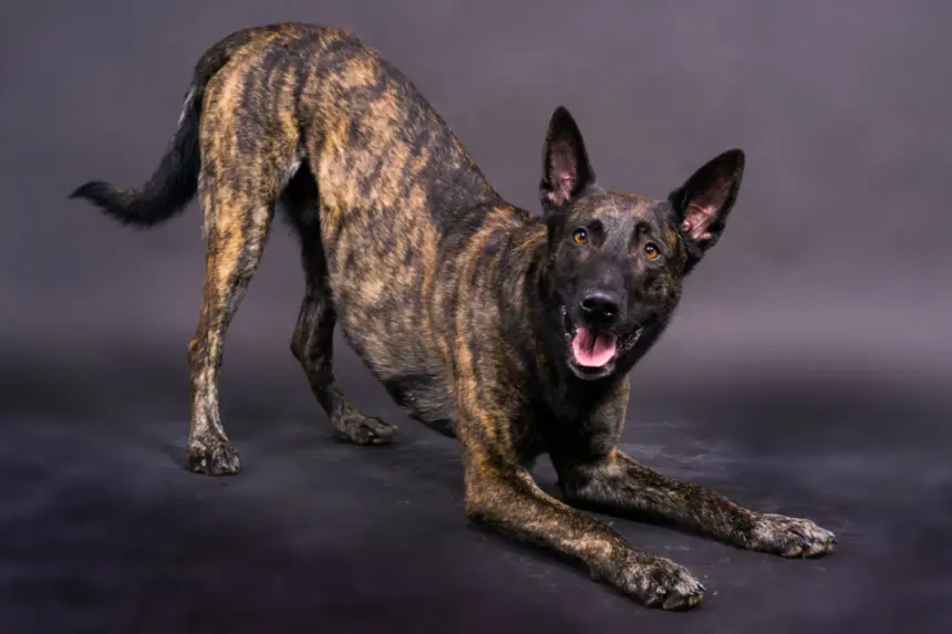 4 características do cachorro da raça pastor holandês 