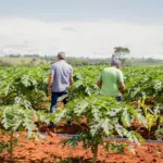 Secretaria de Agricultura de Goianésia já atendeu mais de 850 pequenos produtores em 2025 e se destaca pelo apoio ao campo