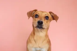 8 curiosidades sobre o vira-lata caramelo