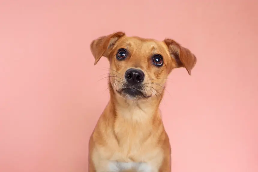 8 curiosidades sobre o vira-lata caramelo 8 curiosidades sobre o vira-lata caramelo