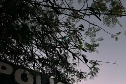 PCGO prende mulher suspeita de homicídio em Planaltina de Goiás – Policia Civil do Estado de Goiás