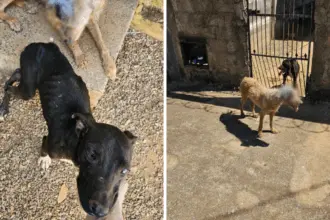 PCGO prende tutor por maus-tratos; cão resgatado precisará retirar o globo ocular – Policia Civil do Estado de Goiás