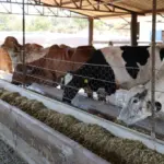 Governo amplia prazo de inscrições ao Programa de Melhoramento Genético Bovino para Agricultura Familiar – Portal Goiás