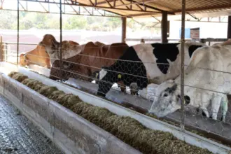 Governo amplia prazo de inscrições ao Programa de Melhoramento Genético Bovino para Agricultura Familiar – Portal Goiás