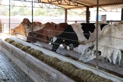 Governo amplia prazo de inscrições ao Programa de Melhoramento Genético Bovino para Agricultura Familiar – Portal Goiás