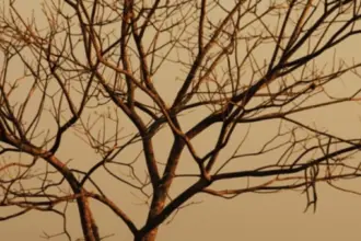 Goiás em alerta extremo para incêndios – Portal Goiás