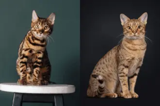 7 diferenças entre os gatos das raças bengal e ocicat