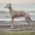 4 características do cachorro da raça whippet 