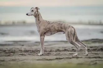 4 características do cachorro da raça whippet 