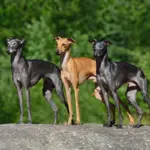 7 raças de cachorro do grupo galgo 
