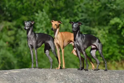 7 raças de cachorro do grupo galgo 