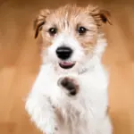 Veja cuidados a se ter com os cachorros sem raça definida