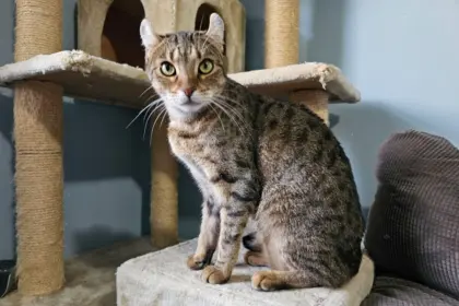 4 características do gato da raça highlander 