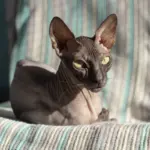 7 cuidados importantes com gatos sem pelos 