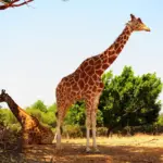 8 curiosidades interessantes sobre as girafas 