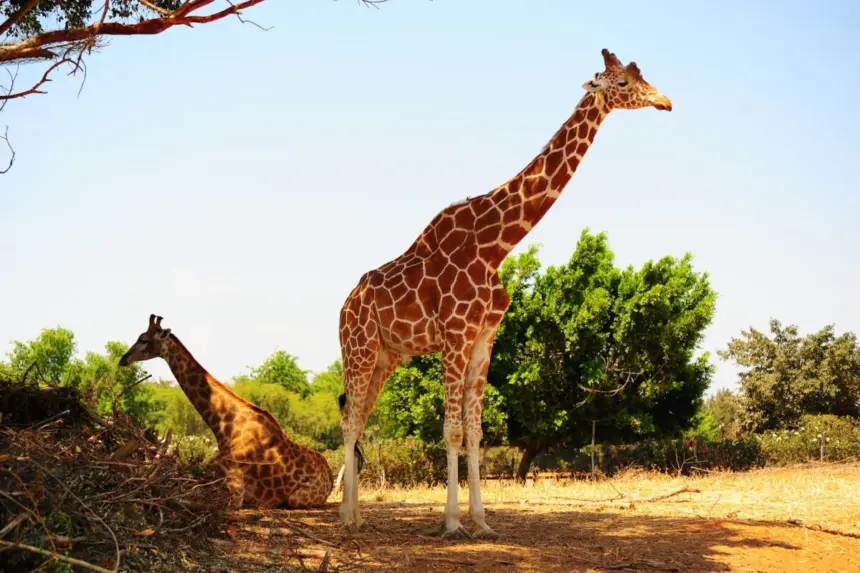 8 curiosidades interessantes sobre as girafas 