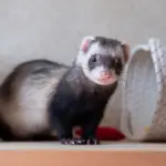 7 curiosidades interessantes sobre os furões 