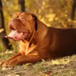 4 características do cachorro da raça dogue de bordeaux