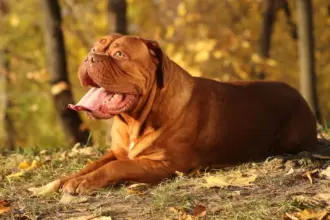 4 características do cachorro da raça dogue de bordeaux