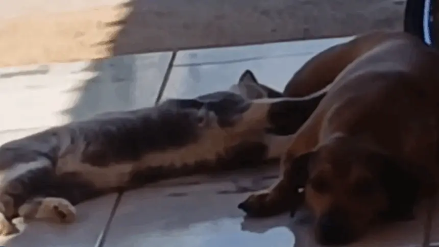 Em Goianésia, cadela adota gato e história desafia o mito da rivalidade entre espécies