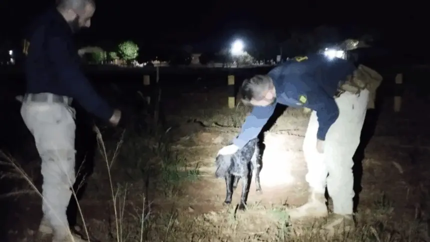 Policiais resgatam cachorro que se afogava em represa às margens de rodovia