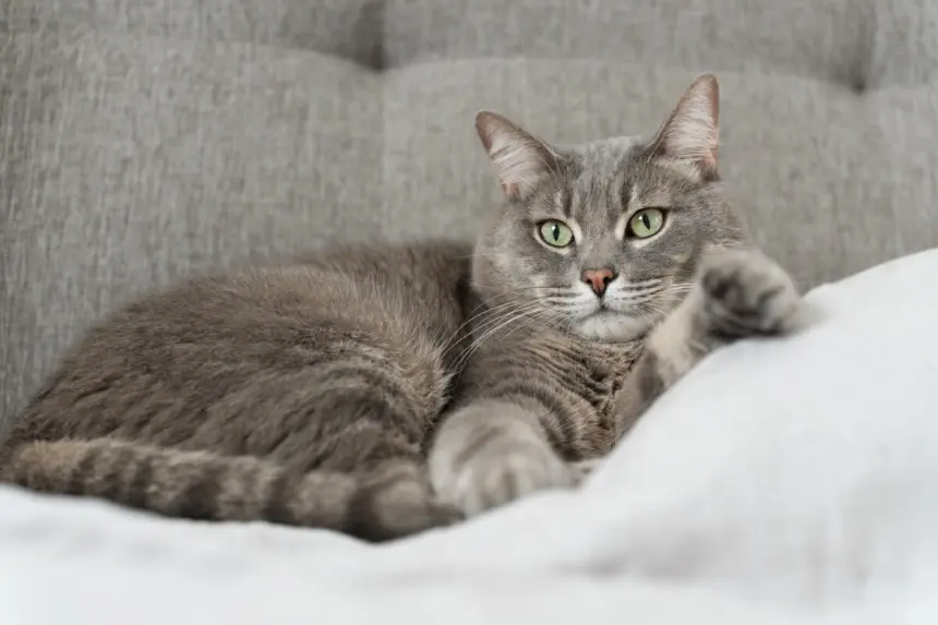 10 nomes para gatos tranquilos