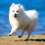 4 características do cachorro da raça spitz japonês 