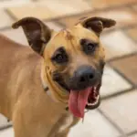 12 nomes perfeitos para vira-lata caramelo