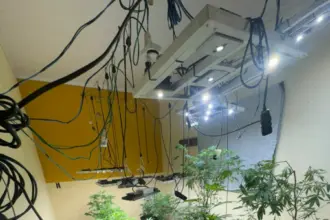 Operação cumpre buscas e localiza estufa em residência com centenas de mudas de maconha em Cavalcante – Policia Civil do Estado de Goiás