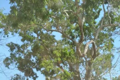 PCGO cumpre mandado de prisão preventiva de acusado por homicídio foragido do Rio de Janeiro – Policia Civil do Estado de Goiás