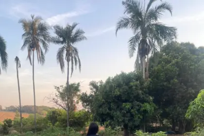 PCGO desarticula grupo criminoso envolvido com tráfico de drogas em Caçu – Policia Civil do Estado de Goiás