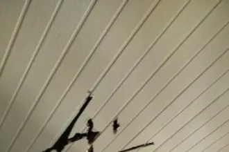 PCGO prende jovem em flagrante por ameaçar e danificar bens da própria avó em Palmeiras de Goiás – Policia Civil do Estado de Goiás