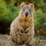 7 curiosidades interessantes sobre o quokka 