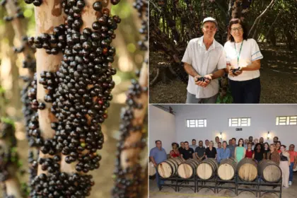 Começa temporada de jabuticaba em Hidrolândia – Portal Goiás
