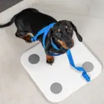 Conheça as causas e os riscos da obesidade em animais de estimação