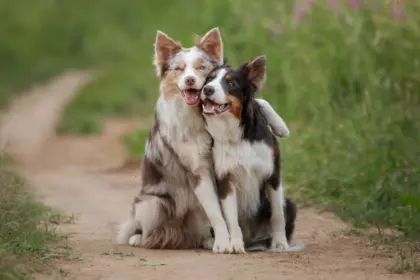 12 nomes perfeitos para cachorros sociáveis 