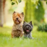 4 características do cachorro da raça cairn terrier 