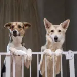 8 dicas para deixar a casa segura para o animal de estimação 