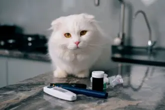 Conheça os sintomas do diabetes em animais de estimação