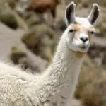 8 curiosidades interessantes sobre as lhamas