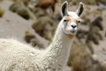 8 curiosidades interessantes sobre as lhamas