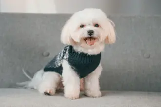 7 raças de cachorro com aparência de filhote 