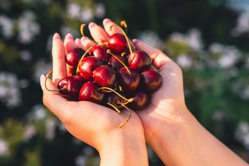 Confira os benefícios da cereja para a saúde