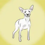 4 características do cachorro pinscher branco 