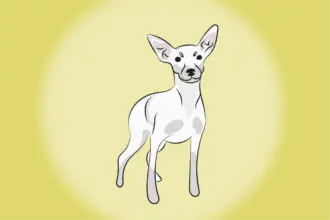 4 características do cachorro pinscher branco 