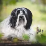 4 características do cachorro da raça terrier tibetano