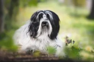 4 características do cachorro da raça terrier tibetano