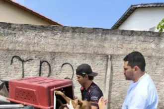 Polícia Civil resgata cachorro vítima de maus-tratos e aves criadas em cativeiro em Caldas Novas – Policia Civil do Estado de Goiás